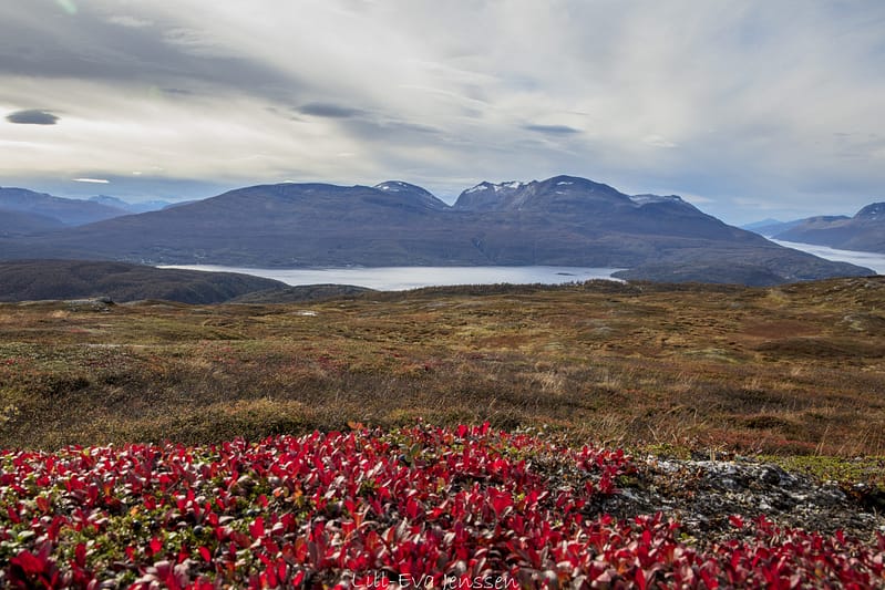 La photo montre des montagnes majestueuses dans le nord de la Norvège avec une couverture nuageuse variée en arrière-plan. Devant, un lac entouré de belles bruyères donne une impression de calme et de beauté naturelle. --- Faites-nous savoir si vous souhaitez d'autres modifications !