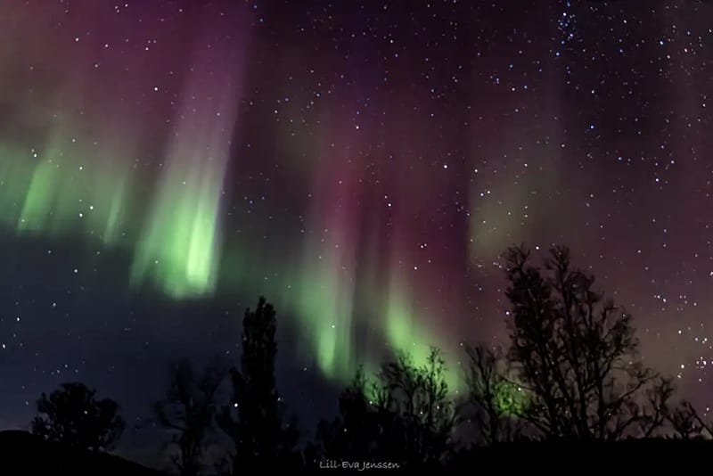 Cette image montre une étonnante aurore boréale, également connue sous le nom d'Aurora Borealis. Le ciel nocturne est rempli de couleurs vives, principalement vertes et violettes, dansant sur un fond étoilé. Les aurores boréales apparaissent comme des rideaux de lumière, avec des lignes verticales s'étirant vers le haut dans le ciel. Au premier plan, des silhouettes d'arbres sont visibles, créant un fort contraste avec le ciel illuminé. Cela donne à l'image de la profondeur et un sens de l'échelle au spectacle céleste au-dessus.
